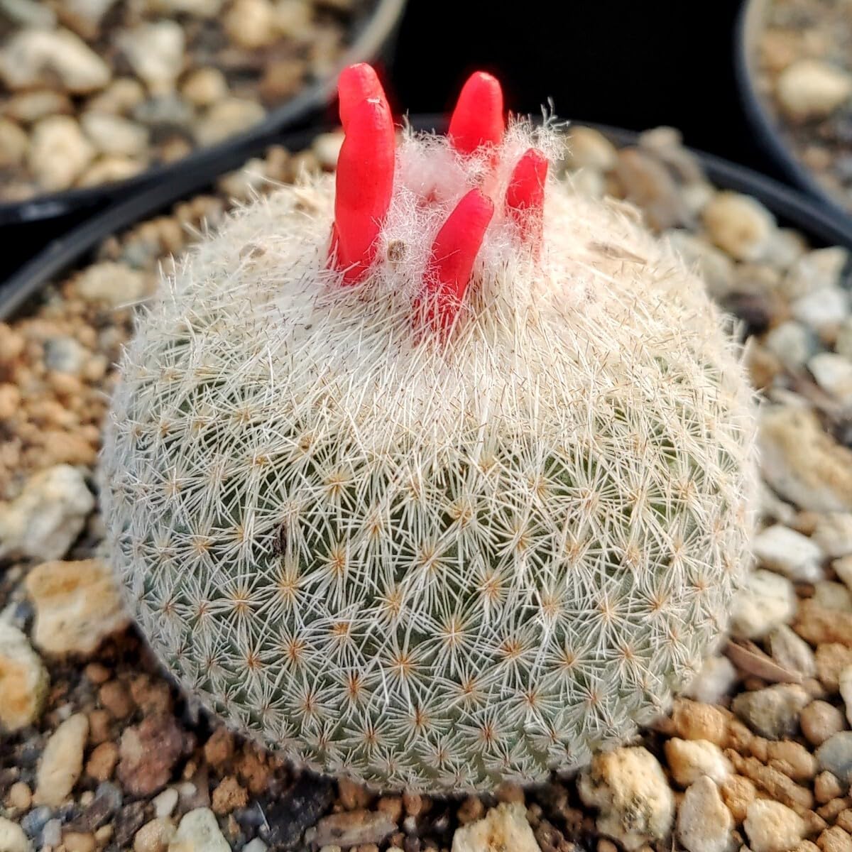 Amazon.co.jp: 自家採種“種子”10粒Epithelantha greggii (SB 235